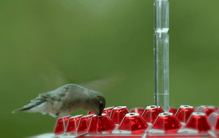 Ameisen -Proof -Kolibri -Feeder im Freien Hanges Barsch 6
