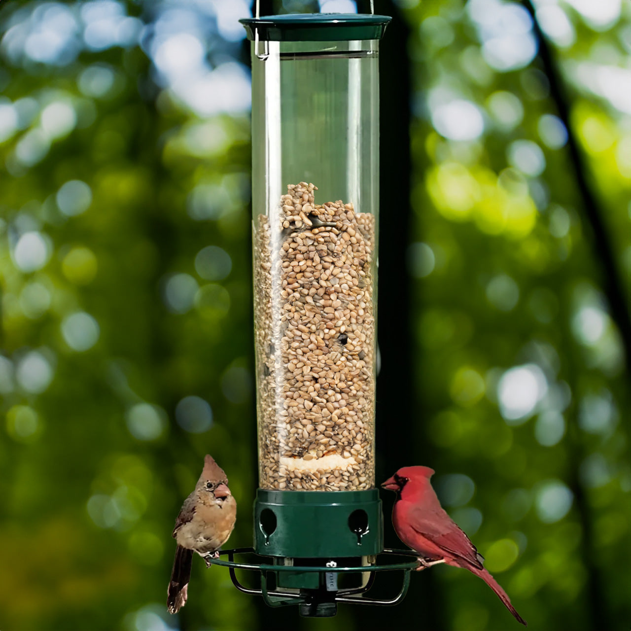 Eichhörnchen -Proof -Vogelhäuschen 0