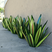 Handgefertigte wasserdichte Solar -Agaven -Gartenlampe - elegante Sonnenlichter im Freien für Gartenbeleuchtung 2