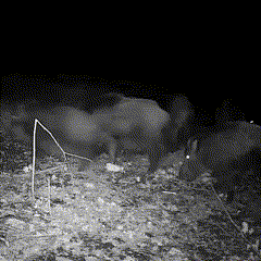 Nachtsicht im Freien Wildlife Tierkamera 3